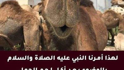 هل أكل لحوم الإبل ينقض الوضوء؟.. تعرف على رأى دار الافتاء