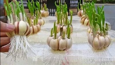 زراعة الثوم داخل المنزل لن تحتاج لشراءه بعد اليوم