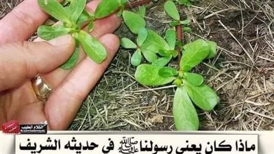 الحساء النبوي الشريف الذي حثنا عليه رسول الله صلى الله عليه وسلم للشفاءمن جميع الامړاض 