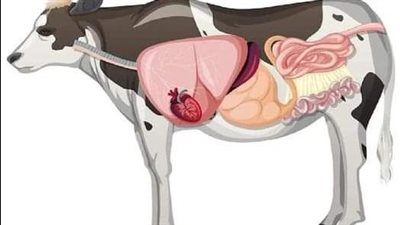 ما هي الحوايا في قول الله عز وجل “وَالْغَنَمِ حَرَّمْنَا عَلَيْهِمْ شُحُومَهُمَا إِلَّا مَا حَمَلَتْ ظُهُورُهُمَا أَوِ الْحَوَايَا ؟”