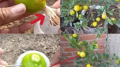 كيف تزرع ليمونة في وعاء ويصبح دائما بيتك  عطر رائحته جميلة وفواحة 😍 